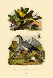 Vogelmilbe